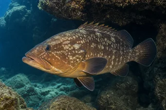 Epinephelus marginatus Σφυρίδα