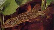 Esox lucius Ευρώπη