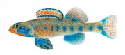 Etheostoma obama Ομπάμα πόλος