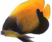 Euxiphipops navarchus Ιαπωνική εκδ�...