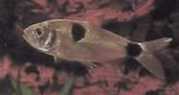 Exodon paradoxus Tetra-tiger με δύο σημεία