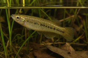 Fundulus chrysotus Killi με χρυσά αυτιά