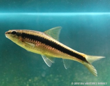 Garra cambodgiesis Γλείψιμο