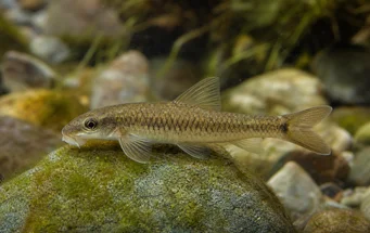 Garra cambodgiesis (Γλείψιμο)