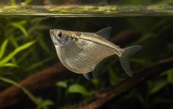 Gasteropelecus sternicla