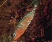 Gasterosteus aculeatus l... Κολλώδης