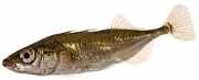Gasterosteus aculeatus Τρεις -Thoroughbred...