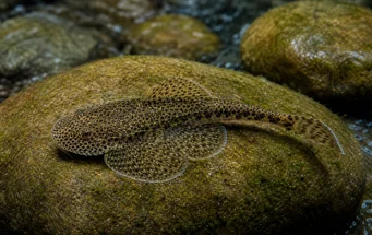 Gastromyzon punctulatus (Στίγματα loche)