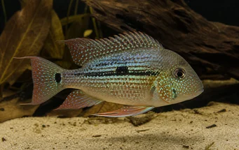 Geophagus daemon (Γεωφαγός δαίμονας)