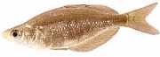 Glossolepis incisus Νέα γουινέα ο...
