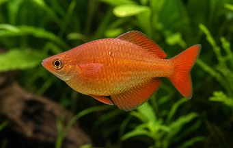 Glossolepis incisus Νέα γουινέα ουράνιο τόξο ψάρι