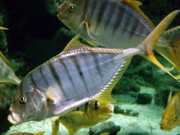 Gnathanodon speciosus Υπηρέτης