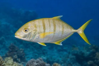 Gnathanodon speciosus Υπηρέτης