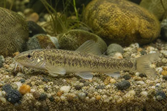 Gobio albipinnatus (Λευκά πτερύγια)
