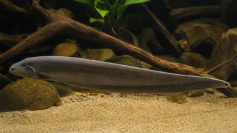 Gymnachus niloticus ΑβΑ