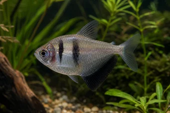 Gymnocorymbus ternetzi (Μαύρη χήρα)