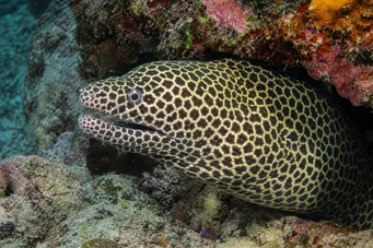 Gymnothorax favagineus Λεοπάρδαλη τοίχο