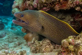 Gymnothorax flavimarginatus Κίτρινο τοίχο