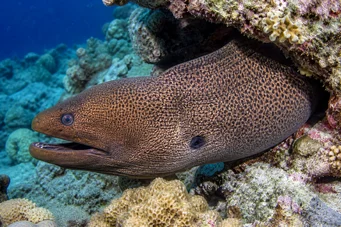 Gymnothorax javanicus Γιγαντιαίος τοίχος