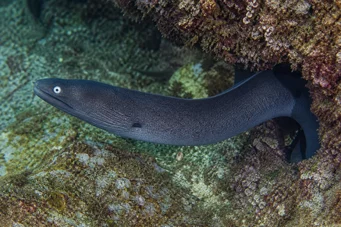 Gymnothorax monochrous Γκρίζος τοίχος