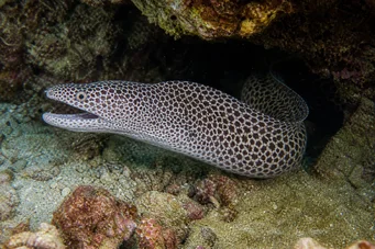 Gymnothorax rueppelliae Κίτρινο κεφαλάρι