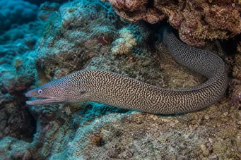 Gymnothorax undulatus Κυματιστής τοίχος