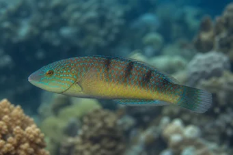 Halichoeres sp (Halichoeres sp)