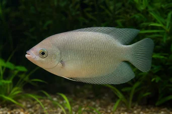 Helostoma temmincki (Φιλί - δυσκολία Gourami)