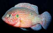 Hemichromis lifalili Κόκκινη acara