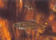 Hemigrammopetersius caud... Κονγκό Tetra με ...