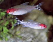 Hemigrammus bleheri Κόκκινο στόμα Tetra