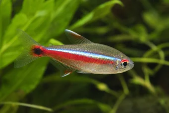 Hemigrammus pulcher Τετρική Joli