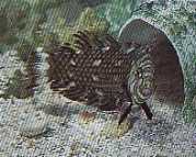 Hemipteronotus taeniouru... Μάσκας labre