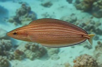 Hemipteronotus taeniourus Μάσκας labre