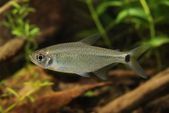 Hemigrammus caudovittatus / Hyphessobryc (Διαμαντένια τετράπλευρα)