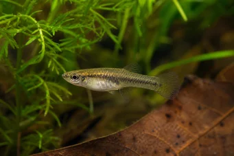 Heterandria formosa (Κουνούπι)
