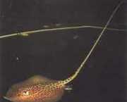 Himantura oxyrhynchus Ινδο-Αυστραλ�...