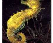 Hippocampus guttulatus Μεσογειακός �...