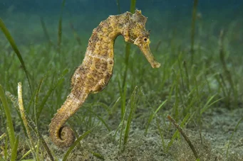Hippocampus guttulatus (Μεσογειακός ιππόκαμπος)