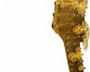 Hippocampus kuda Επιχρόκος ιπ�...