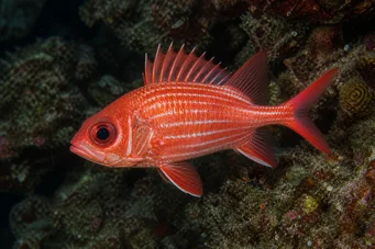 Holocentrus diadema (Σκούπισμα στρατιώτης)