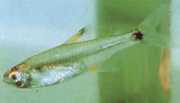 Holoshestes pequira Πορτοκαλί λεκέ tetra