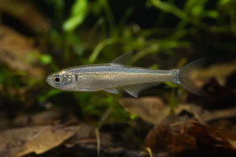 Holoshestes pequira Πορτοκαλί λεκέ tetra