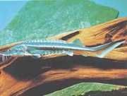 Huso huso Βαρβός του bél...