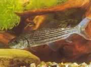 Hydrocynus goliath Tetra-loup, αφρικανικά τίγρη ψάρια