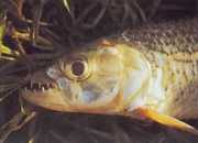Hydrocynus vittatus Χαρακτήρας