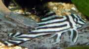 Hypancistrus zebra Ζέβρα