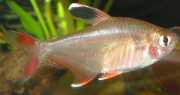 Hyphessobrycon bentosi bentosi Μπεντόσι