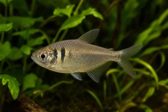 Hyphessobrycon bifasciatus Κίτρινο τετρά