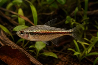 Hyphessobrycon heterorhabdus Βελγική σημαία